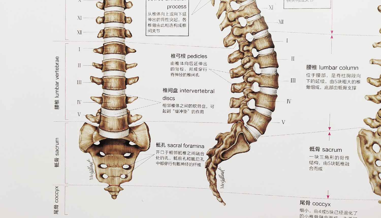 Portone|2千元内的人体工学椅如何选？附冈村Portone体验
