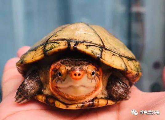 寓意|会让你爱上它吗？红面蛋的“鸿运当头”