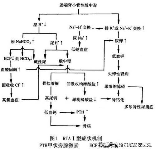 【科普】近端肾小管性酸中毒