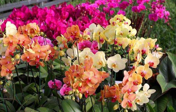 盆栽花卉大全蝴蝶兰 bc19a31d12a44032b5f0c7df55fac9e5.jpeg