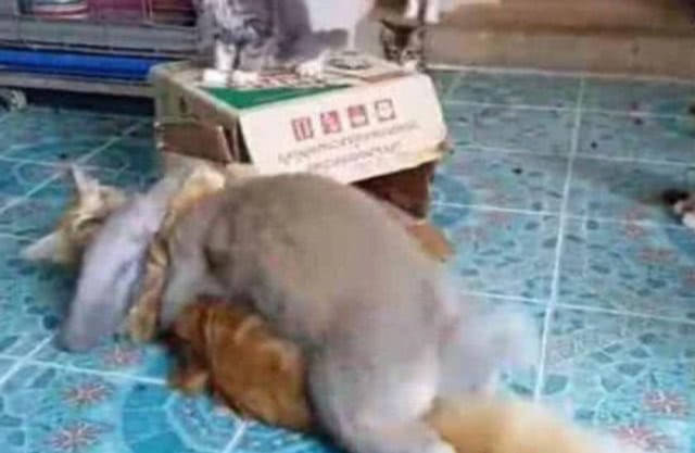 d7a58dc1e15e423aa4f91c7ef102e99f.jpeg