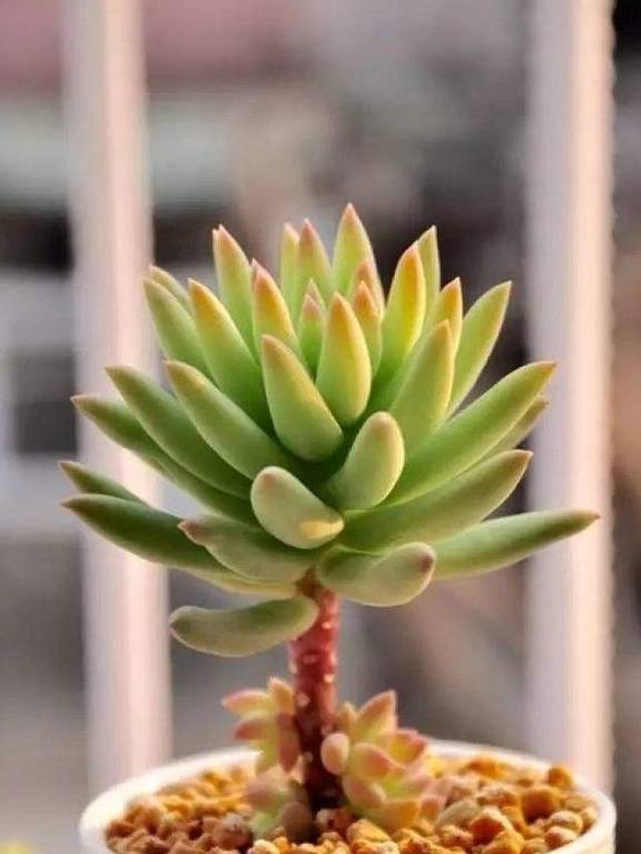 多肉怎么长叶子 db56fb0950ec473e98fc9c52e0487c2c.jpeg