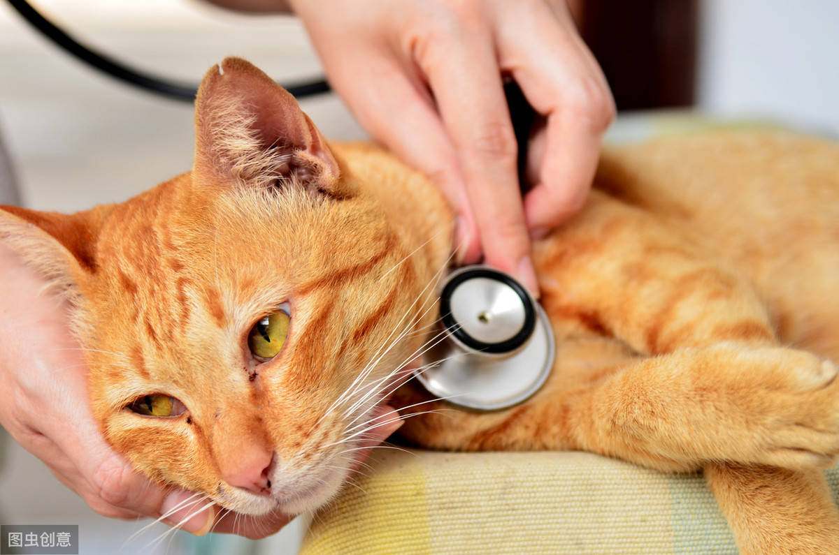 猫咪感染了猫瘟怎么办？如何治疗和预防？ - 知乎