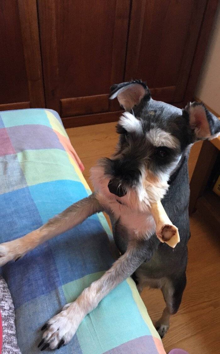 狗为啥不能吃熟的骨头 3c29d4a911c34118ac8bf7b381fa83d8.jpeg