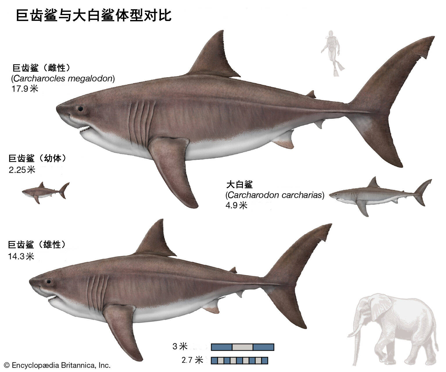 《巨齿鲨》曝全新海报剧照 “海底侏罗纪”初露端倪-国际在线