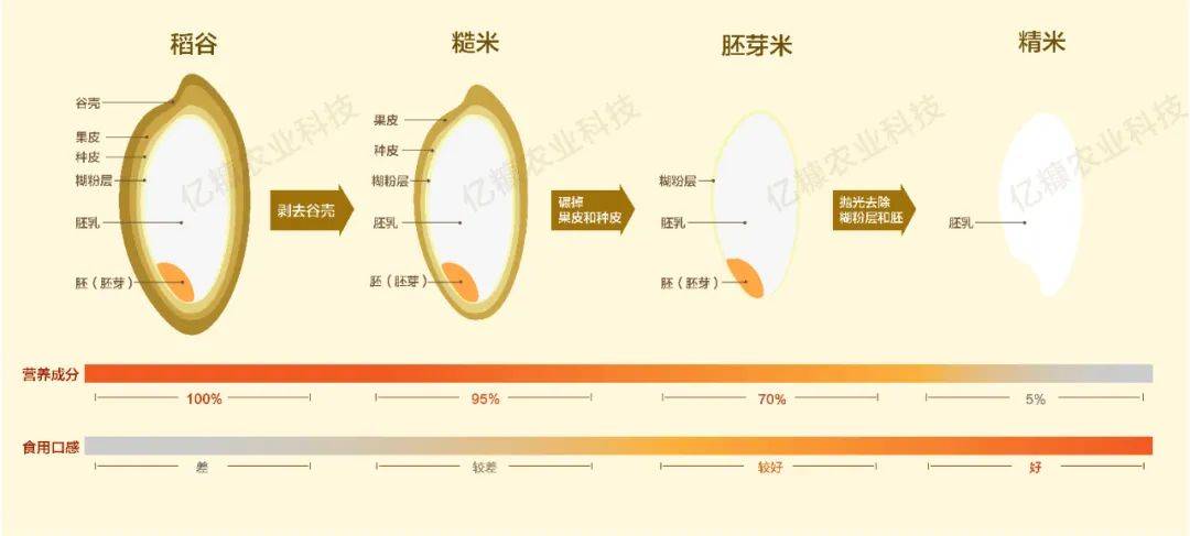 以及稻米的营养分布:首先,我们来了解一下稻米的生物结构,如下图所示