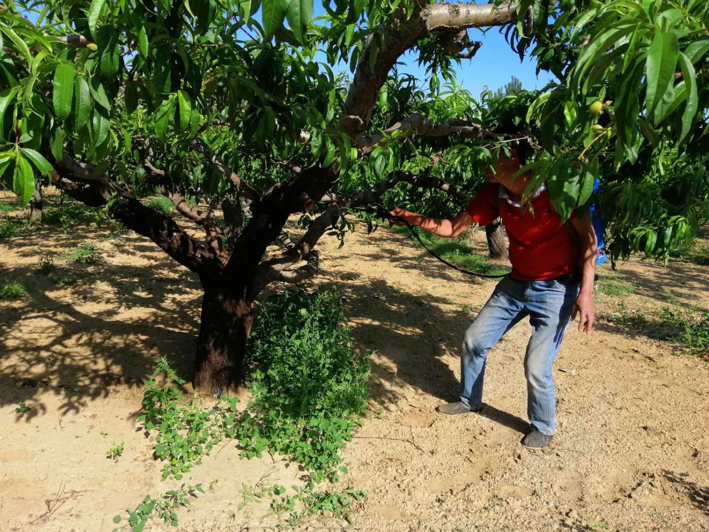 果树施肥新选择，涂杆肥！