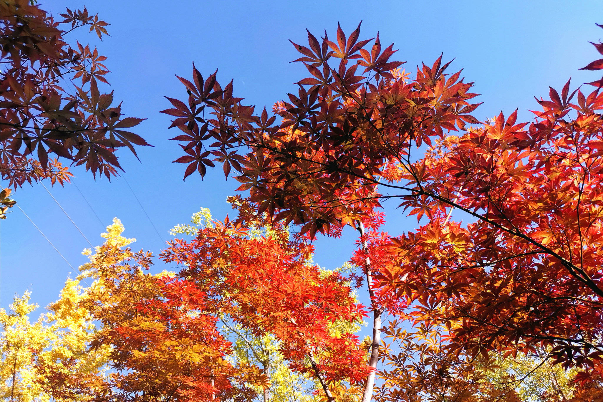秋风(|秋风拂醉沙沙河边温柔乡