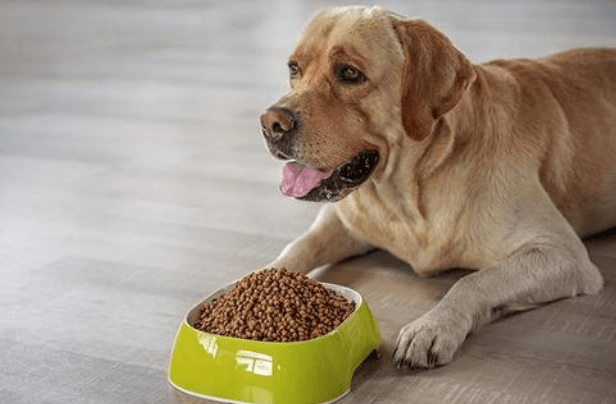 如何给狗狗喂狗粮 f3fabadb6fc5409c86858f44cd0d0f7f.png