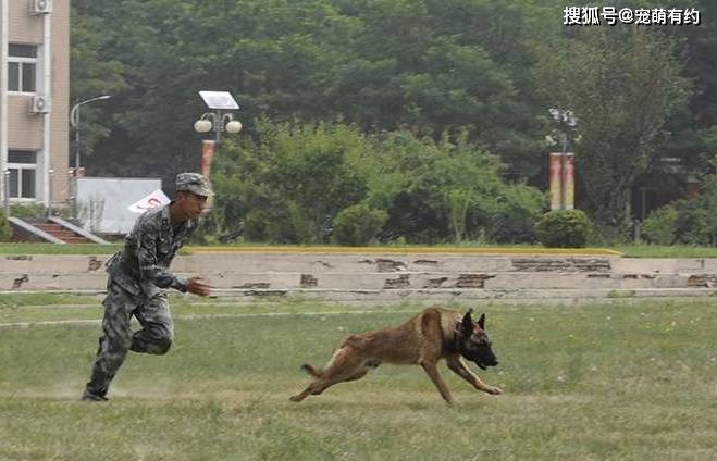 我国军队中一只特殊的兵种军犬