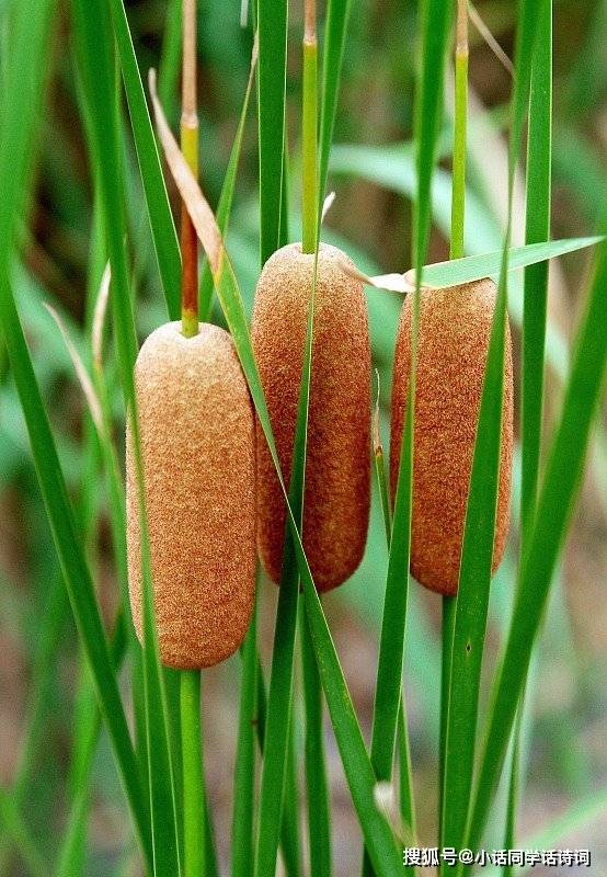 蒲子是啥 8ee60360e40b416d8f75847f0b99a219.jpeg
