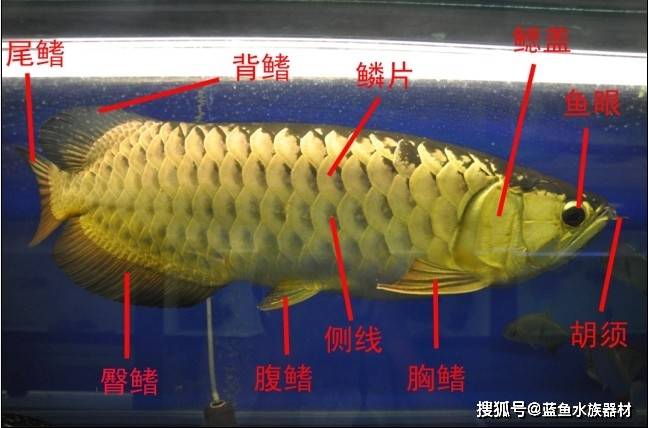 说到龙鱼的外观,不单是说它的体格构造,还应包括体色,体态等方面.