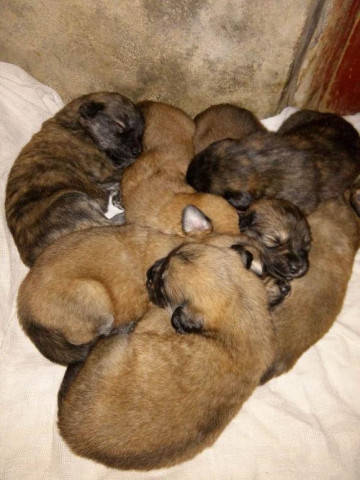 如何给狗狗做一个小窝 73aedcc69e9544e5bc1a9735a31cb4c2.jpeg