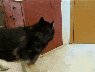 336_253gif 动态图 动图