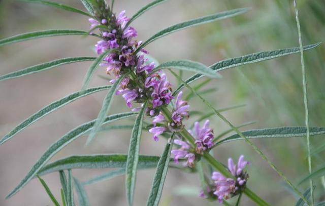 益母草图片 44c406763f6a444e92445e51eff3b5b9.jpeg