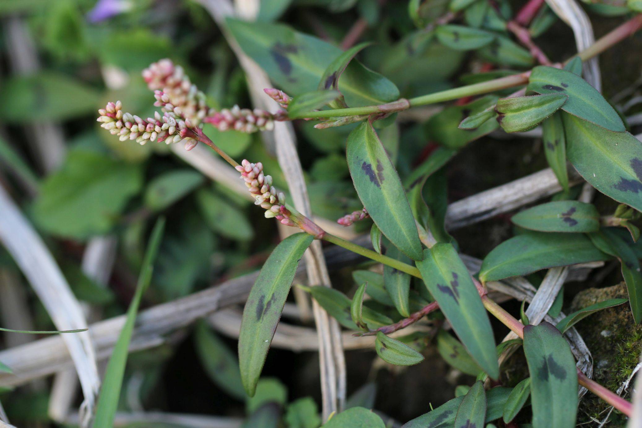 庆元植物1252-蓼科-蓼属-柔茎蓼