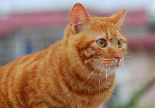 猫咪|【养宠经验】猫罐头拌什么吃有营养?猫罐头拌什么吃?