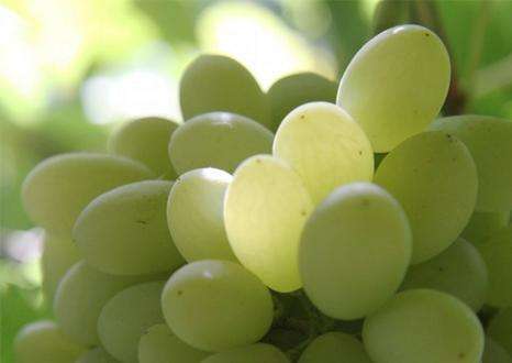 葡萄|生津止渴，补水润肤，早吃早好！女性推荐常吃4种食物