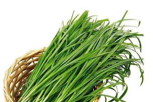 怎么种韭菜的方法 38f7d598b790451b91b694dfb44fa94a.jpeg