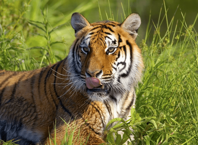 十四日出生的属虎人 643d91ba01094edebeaec83f8fe88e19.png