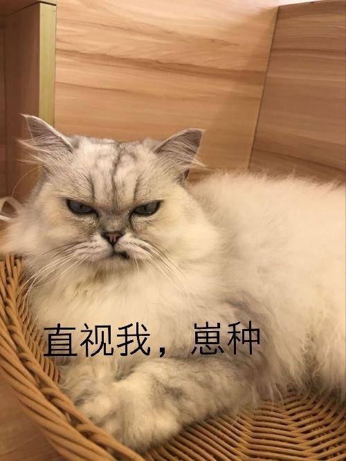 猫咪表情包:今晚你将被我暗杀