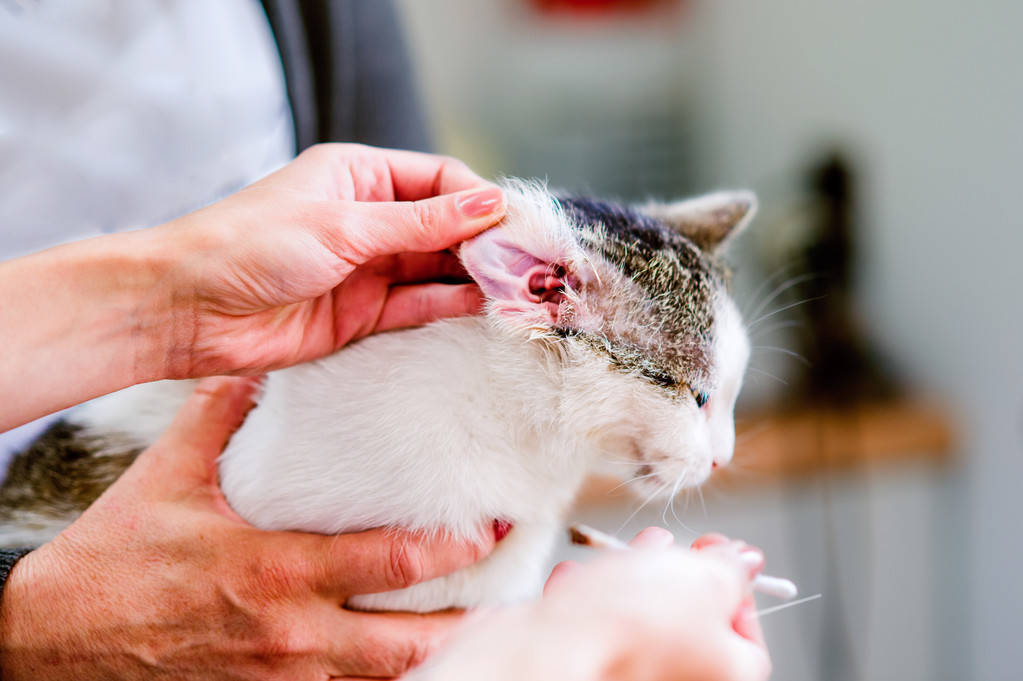 原创辟谣所有的猫咪都有耳螨猫咪遗传病里面并没有耳痒螨这种疾病