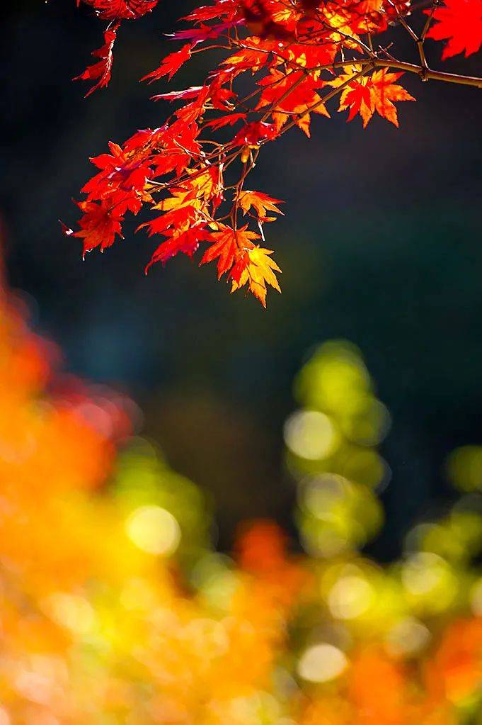 辽宁藏着一个枫叶之都,比日本唯美,比香山红叶震撼