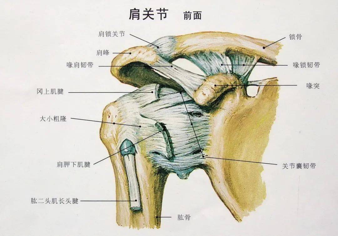 解剖知识 以肩痛为例,诊断可以是肩峰撞击,肩袖损伤,冻结肩,肩锁关节