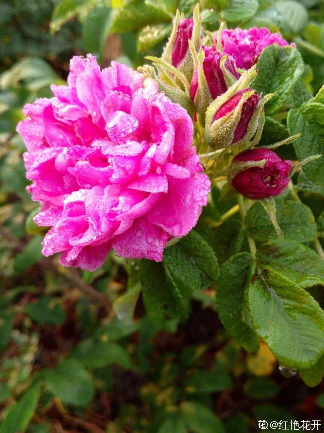 怎么晒干花不变颜色 75507dc601754636ac279e12ee222f08.jpeg