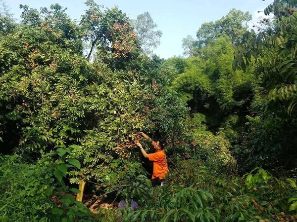 龙眼|江津区朱杨镇大溪沟龙眼带着甜蜜“卷土重来”