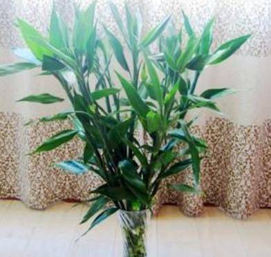 富贵竹养殖方法一览 f66872e108cf43c3bd9959c85ecaedb9.jpeg