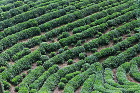 三农|原产地探访推荐好物 凝聚爱心网络扶贫陕耀镇巴