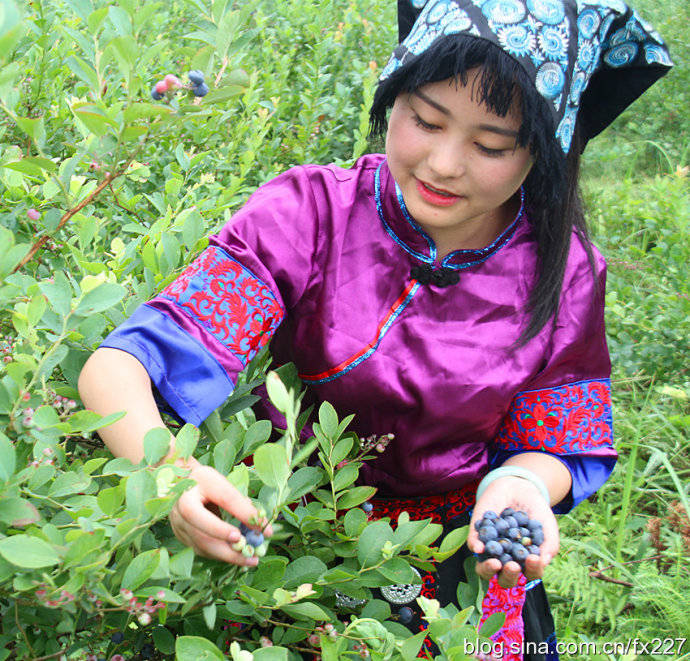 麻江蓝莓文化体验和品味不一样的自然馈赠