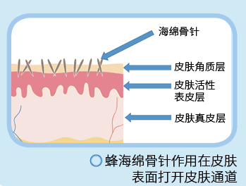 浑身|为什么说海绵动物浑身是宝？