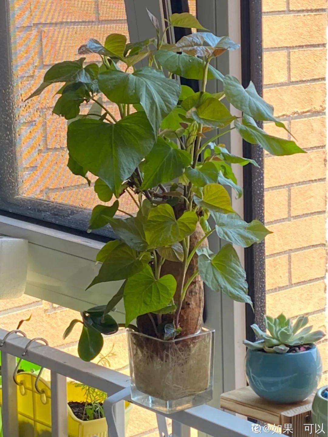 红薯|山药杆竖着都能长···还有啥不能养?玉米棒子活了