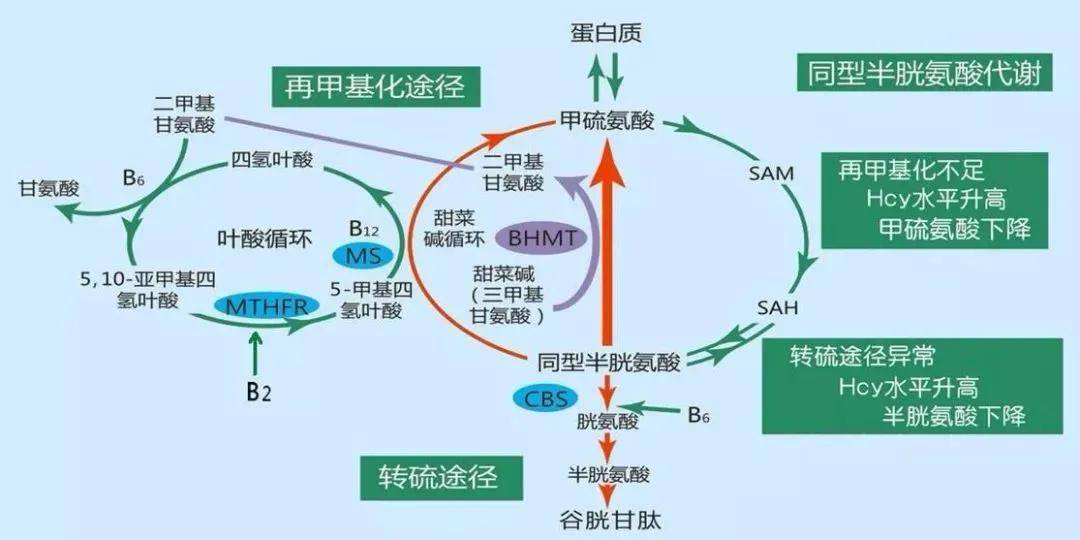 hcy浓度>100 umol/l,重型高同型半胱氨酸血症; 综上, 老年人群中常见