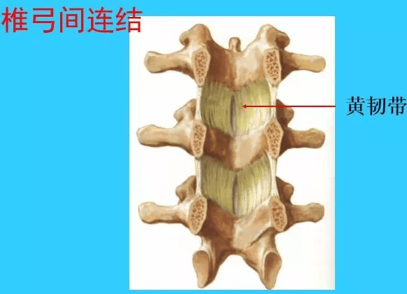 脊椎解剖图解!