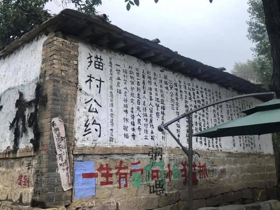 保定旅发早知道:老村又现文旅脱贫亮点,阜平"猫村"已上线