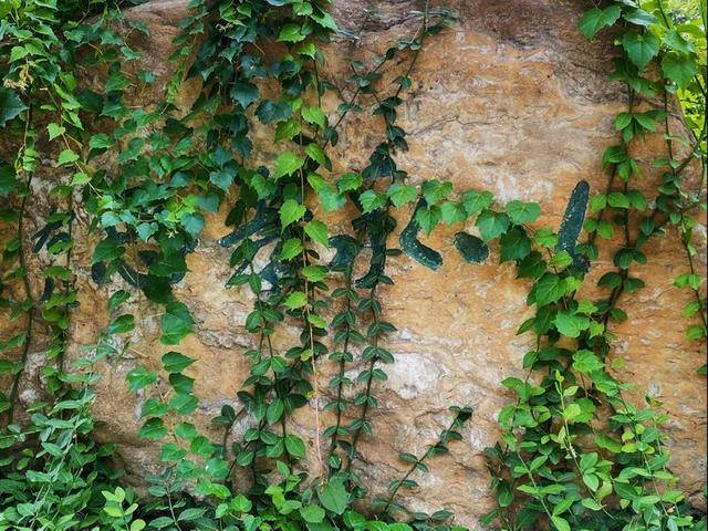 召公|“大象无形”、“甘棠遗爱”、”廉风垂范”、召公遗风 ——甘棠苑