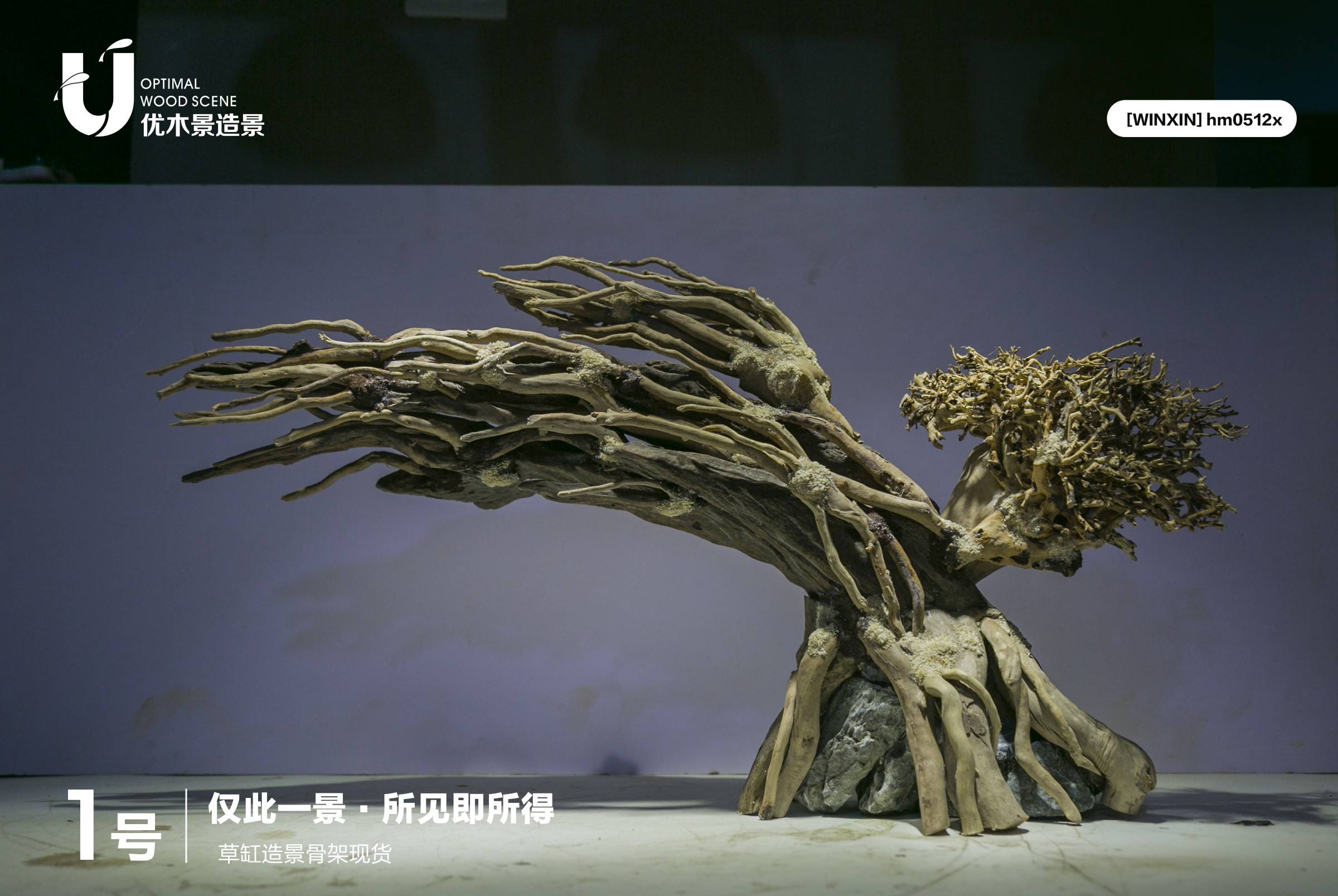 2021水草缸开缸——生命之树 - 家在深圳