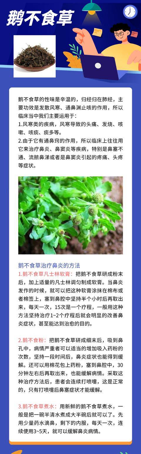 日签| 中药房草药小贴士之鹅不食草