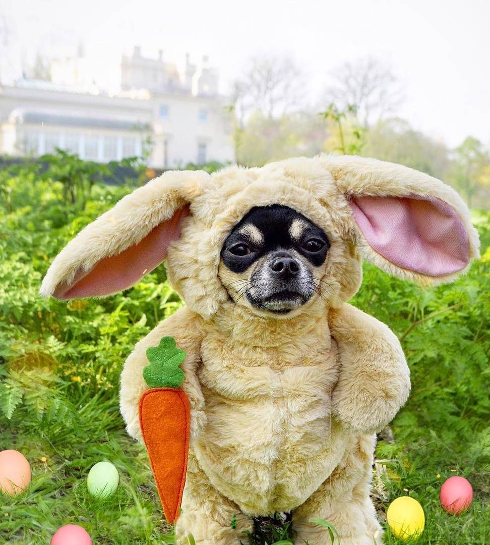 汪界|吉娃娃Dolly成汪界潮流教主，它的衣服竟比零食还多！