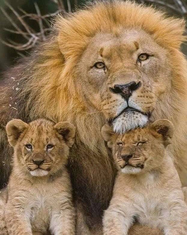 每日趣图:可怜的小狮子,被爸爸的大头压的眼白都翻出来了