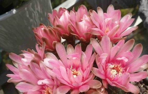 怎么快速让花苞开花 d1fcab3498734656a0602844f761b0e4.jpeg