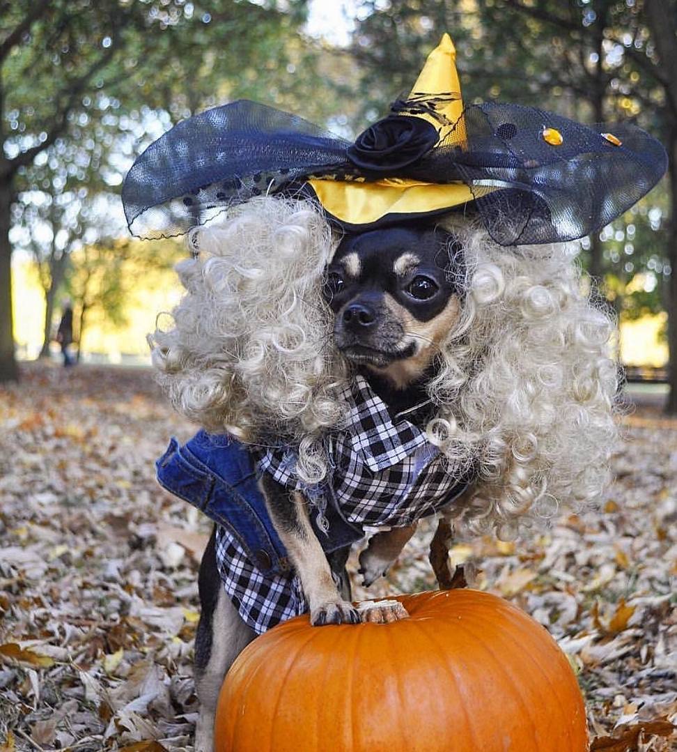 汪界|吉娃娃Dolly成汪界潮流教主，它的衣服竟比零食还多！