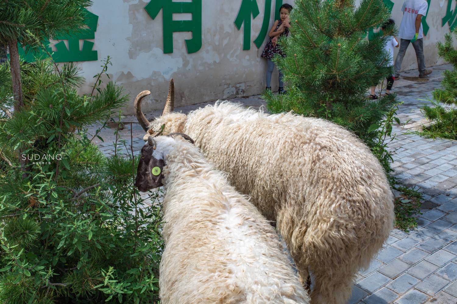 宁夏最好吃的羊肉在哪?说盐池,没人反对吧