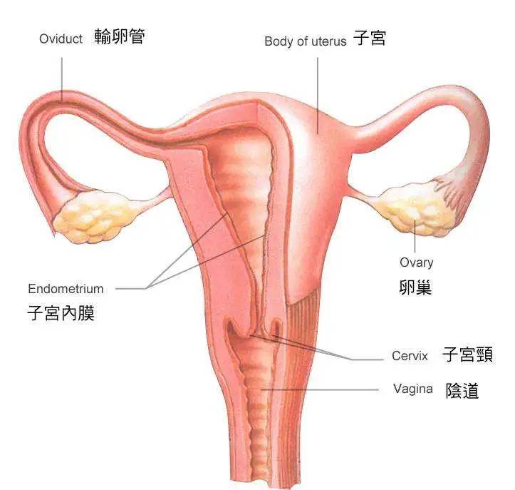 古卿分享女性私密保养你不得不学习的常识