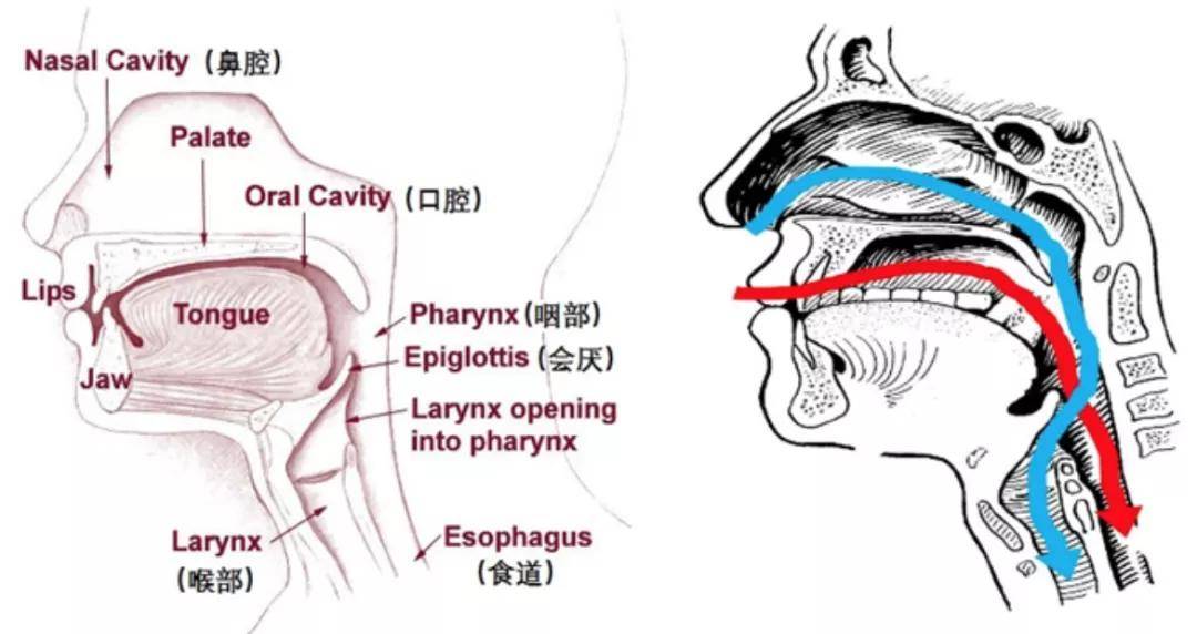 通过解剖,研究人员发现 鲸类动物的呼吸道和消化道是完全 分开的两条