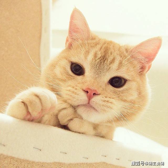 小猫咪呆呆傻傻的样子看着就是这样可爱