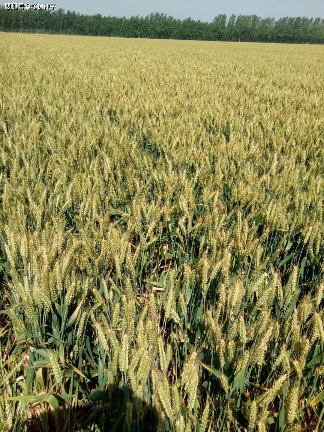 2020年优良麦种排名_江苏省张家港市2020年备足225.5万公斤小麦良种